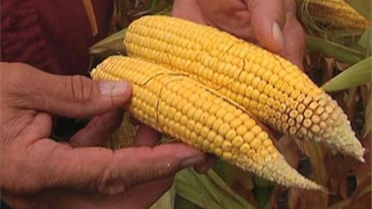 what genes are modified in corn