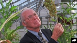 Norman Borlaug, 1970 Nobel Prize recipient, looks over sorghum tests, Oct. 30, 1996, in a Texas A&M University teaching greenhouses. He won the Peace Prize for developing "miracle" wheat with other Green Revolution scientists.