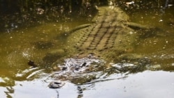 Seekor buaya di kolam di kantor polisi di Dili, Timor Leste, 22 Juni 2019. (Foto: AFP)