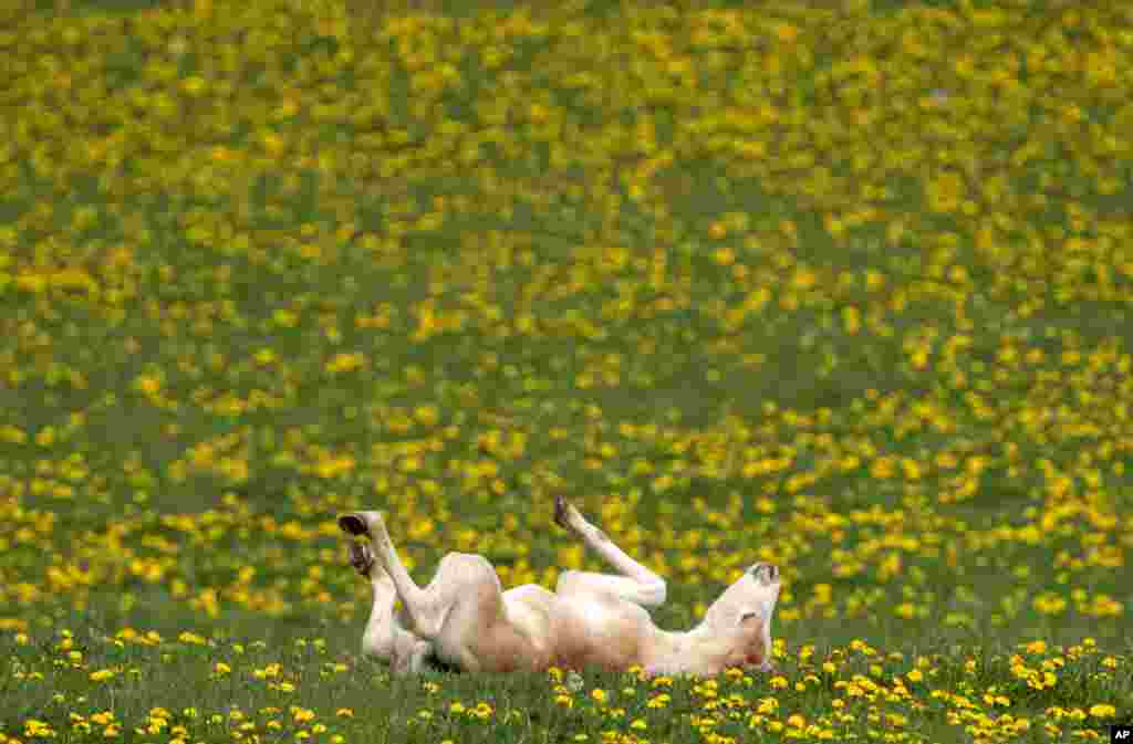 A Haflinger foal relaxes during this years&#39;s first turn-out to grass at Europe&#39;s largest Haflinger stud-farmin Meura, central Germany.