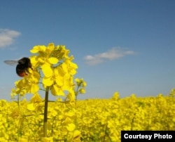 A foraging red-tailed bumblebee, Bombus lapidaries, visiting an oilseed rape flower in a field in the south of England. (Jonathan Carruthers)