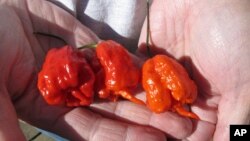 Carolina Reaper peppersive to prove no one grows a more scorching chili.