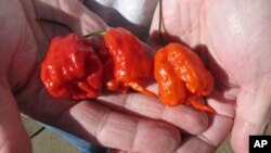 Carolina Reaper peppers are seen being held by Ed Currie who grew the world-record setters.