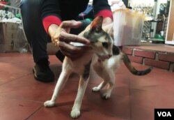 Un kilo de comida de gato en Venezuela cuesta alrededor de cinco dólares.