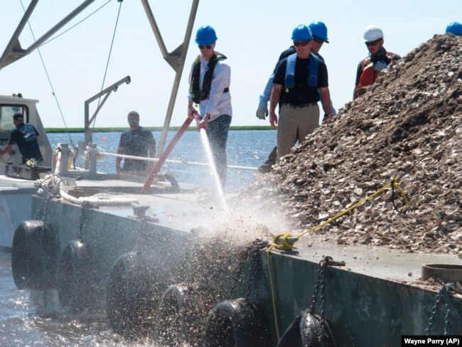 New Jersey Environmental Protection Commissioner Shawn LaTourette, left, uses a high-pressure hose to send clam and oyster shells into the Mullica River in Port Republic, New Jersey, June 29, 2021. (AP Photo)