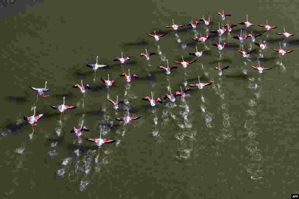 Flamingos fly over water off the Greek island of Samos.