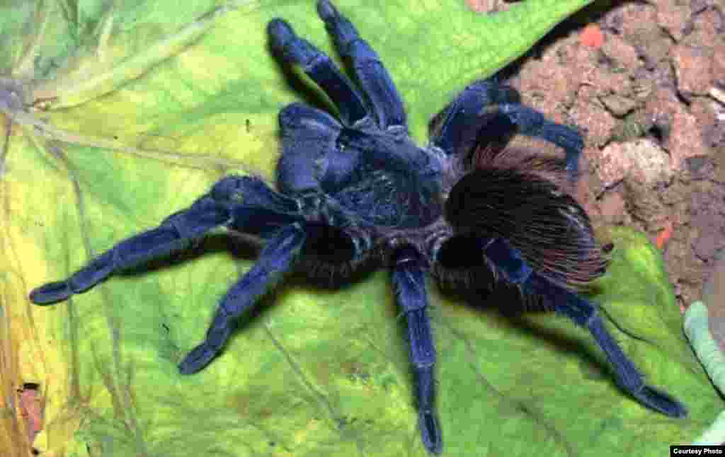 Pterinopelma sazimai u Brazilu odakle potiče pioznata i kao Sazimina tarantula. (Photo: Rogerio Bertani/Instituto Butantan)