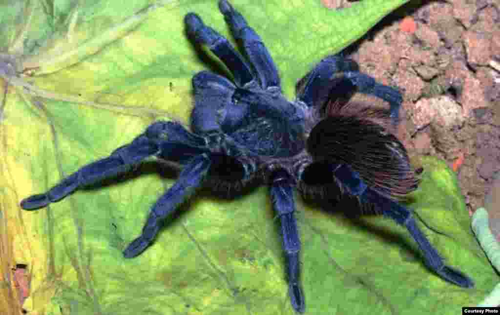 Pterinopelma sazimai. Common Name: Sazima&rsquo;s Tarantula. This hairy blue tarantula is a beauty from Brazil. (Photo: Rogerio Bertani/Instituto Butantan)