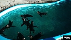 Los pingüinos migran todos los años desde el sur argentino hacia Brasil.