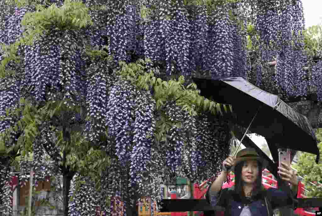 A visitor takes a selfie in front of blooming wisteria at Kameido-tenjin shrine during the annual wisteria festival in Tokyo, Japan.