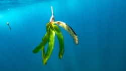 Blades of seagrass float in the ocean above the world's largest seagrass meadow and one of the biggest carbon sinks in the high seas, at the Saya de Malha Bank within the Mascarene plateau, Mauritius March 6, 2021. Tommy Trenchard/Greenpeace/Handout via Reuters)