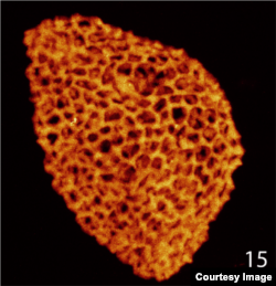 The microscopic features of this ancient pollen grain are similar to those of flowering plants. (Credit: Hochuli/Feist-Burkhardt)