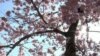 Cherry Blossoms Bloom All Over in Washington