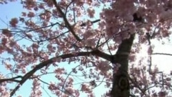 Cherry Blossoms Bust Out All Over in Washington