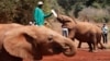 L'orphelinat des éléphants David Sheldrick au parc national de Nairobi, Kenya, 18 septembre 2017.