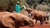 Un gardien nourrit un bébé éléphant orphelin avec du lait d'une bouteille, à l'orphelinat des éléphants de David Sheldrick dans le parc national de Nairobi, près de la capitale du Kenya Nairobi, au Kenya, 18 septembre 2017. REUTERS / Baz Ratner - RC12E320