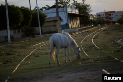A horse grazes on railway tracks near the old train station on the the Northeast railroad (Ferrovia do Nordeste) in the city of Missao Velha, Ceara state, northeastern Brazil, Oct. 25, 2016.