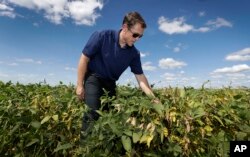 Grant Kimberley checks soybean plants on his farm, Sept. 2, 2016, near Maxwell, Iowa.