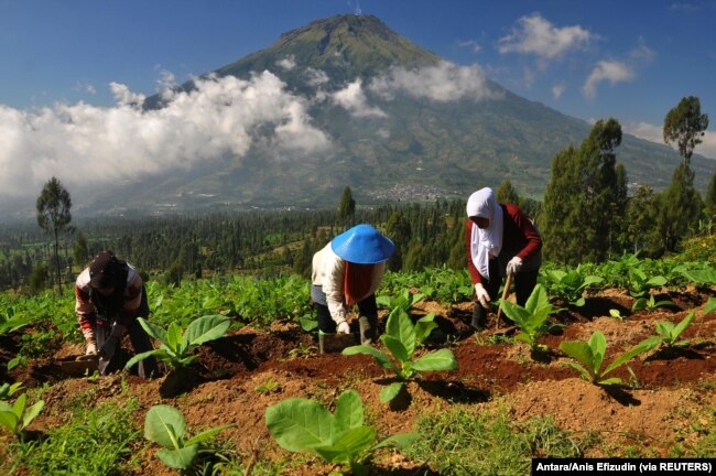 Petani membersihkan rumput di sela-sela pohon tembakau di lereng Gunung Sindoro Temanggung, 5 Juni 2017. (Foto: Antara/Anis Efizudin via REUTERS)