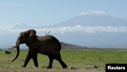 Un éléphant marche dans le parc national d'Amboseli, devant les montagnes du Kilimanjaro, Kenya, le 19 mars 2017. 