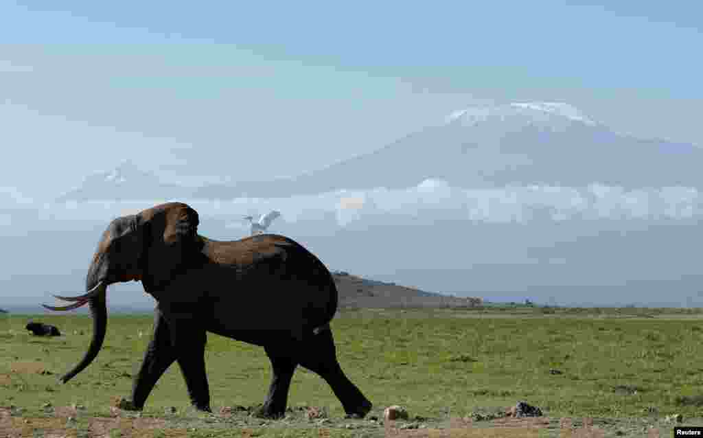 An elephant walks in Amboseli National Park in front of Kilimanjaro Mountain, Kenya, March 19, 2017.