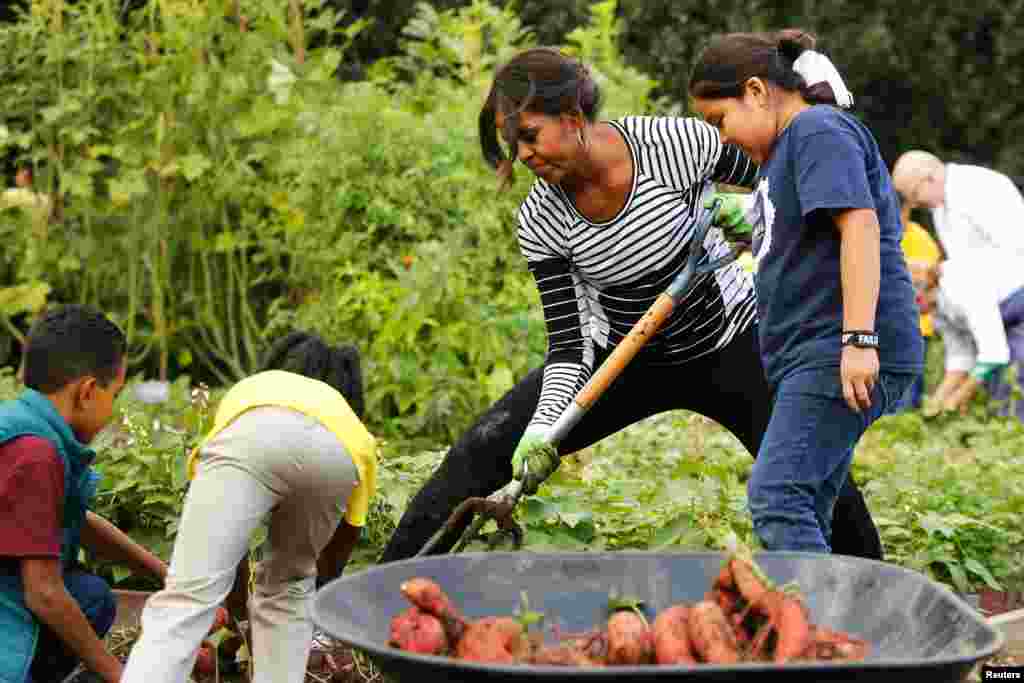 U.S. first lady Michelle Obama harvests vegetables from the White House kitchen garden with schoolchildren in Washington, D.C., Oct. 14, 2014.