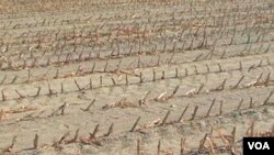 Drought-damaged cornfield in the United States