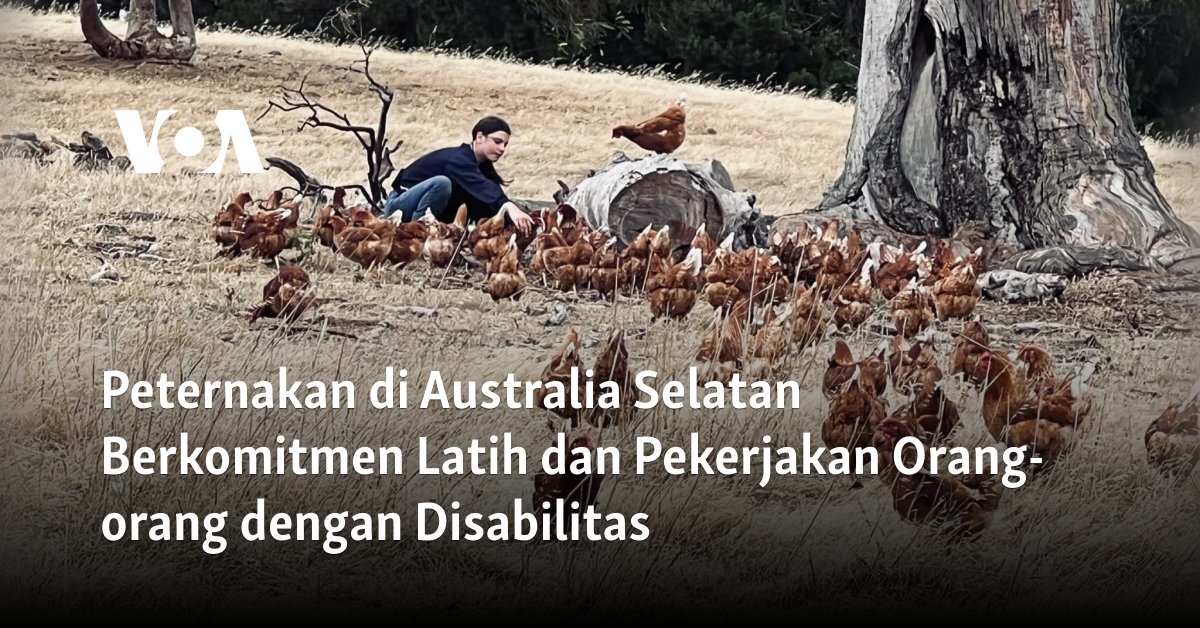 Peternakan di Australia Selatan Berkomitmen Latih dan Pekerjakan Orang-orang dengan Disabilitas