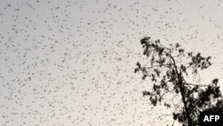 Sekawanan belalang terbang di daerah perumahan di kota Quetta, Pakistan barat daya, 26 Juni 2020. (Foto: dok). Formosa, provinsi di bagian utara Argentina tengah berjuang menghadapi hama belalang terbesar tahun ini. 