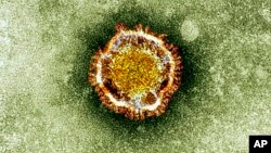 This undated image released by the British Health Protection Agency shows an electron microscope image of a coronavirus.