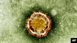 အနုကြည့်မှန်ပြောင်းကနေ မြင်ရတဲ့ SARS ရောဂါပိုးနဲ့တူတဲ့ ဗိုင်းရပ်စ်ပိုးသစ် coronavirus ။