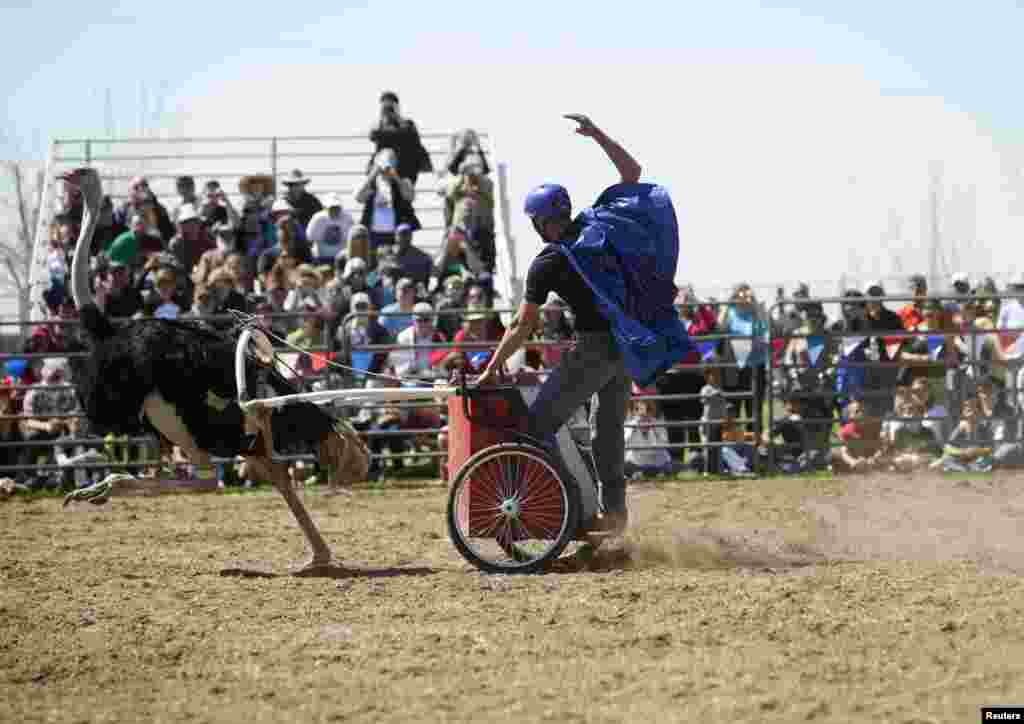 امریکہ: شتر مرغ پر سواری کا منفرد مقابلہ
