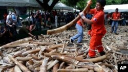 De l'ivoire de contrebande en Chine (AP)