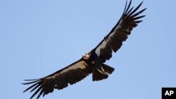 FILE - In this June 21, 2017, file photo, a California condor takes flight in the Ventana Wilderness east of Big Sur, Calif. Endangered California condors can have “'virgin births," according to a study released Thursday, Oct. 28, 2021.