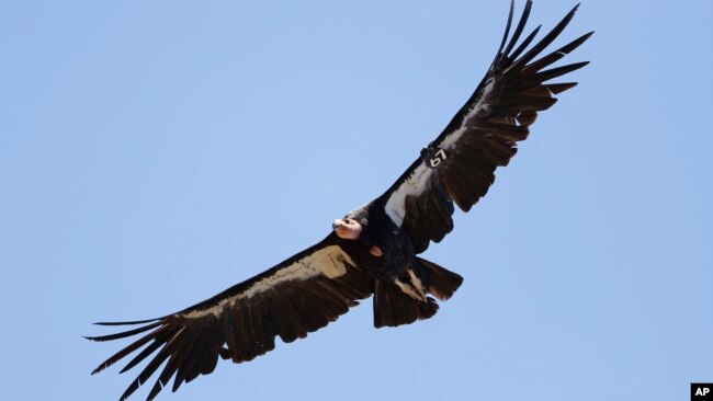 FILE - In this June 21, 2017, file photo, a California condor takes flight in the Ventana Wilderness east of Big Sur, Calif. Endangered California condors can have “'virgin births," according to a study released Thursday, Oct. 28, 2021.