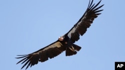 FILE - In this June 21, 2017, file photo, a California condor takes flight in the Ventana Wilderness east of Big Sur, Calif. Endangered California condors can have “'virgin births," according to a study released Thursday, Oct. 28, 2021.