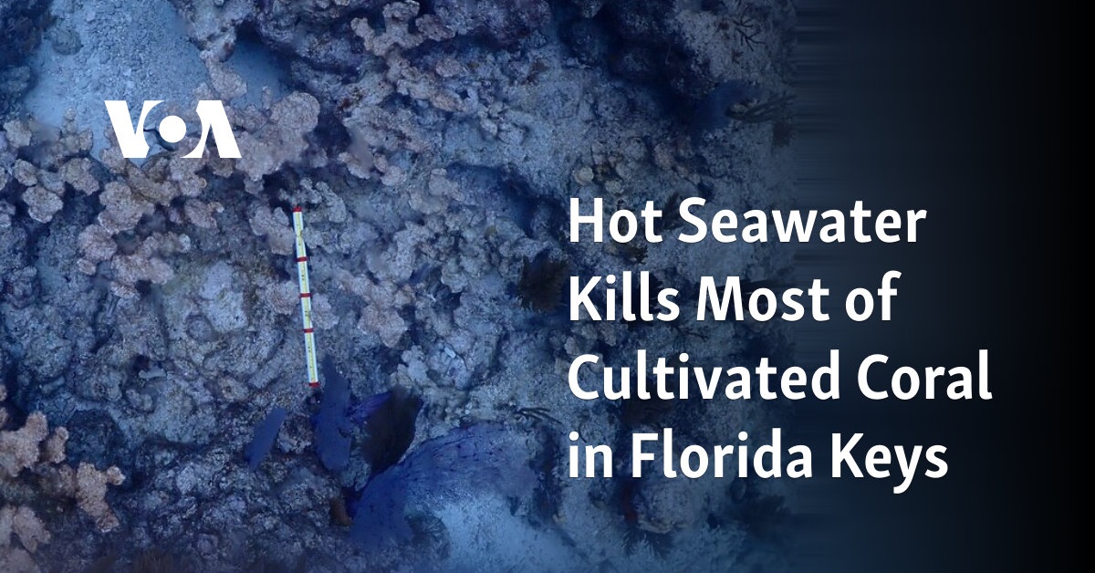 Hot Seawater Kills Most of Cultivated Coral in Florida Keys