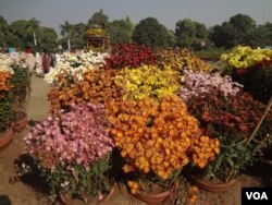 Chrysanthemum exhibition in Lahore, Pakistan.