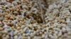 FILE - Soybeans are being washed at a tofu factory in Jakarta, August 22, 2013. 