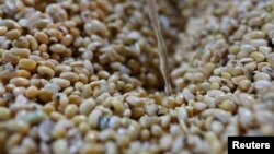 FILE - Soybeans are being washed at a tofu factory in Jakarta, August 22, 2013. 