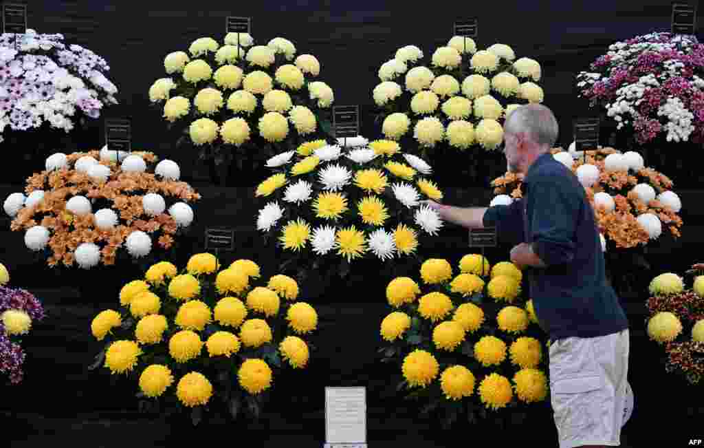 An exhibitor puts the finishes touches to a display during the 2021 RHS Chelsea Flower Show in London.