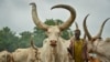 FILE - A young South Sudanese boy learns how to take care of cattle at a camp outside the town of Rumbek, South Sudan, July 31, 2017.