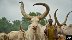 FILE - A young South Sudanese boy learns how to take care of cattle at a camp outside the town of Rumbek, South Sudan, July 31, 2017.