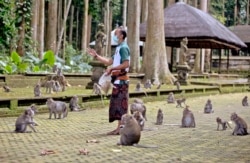 Made Mohon, Manajer Operasional Sangeh Monkey Forest, memberi makan kera dengan kacang tanah di Sangeh, Bali, Rabu, 1 September 2021. (Foto: AP/Firdia Lisnawati)