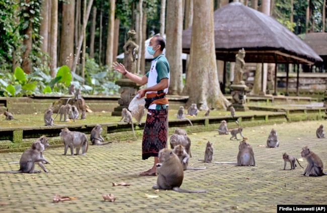 Made Mohon, Manajer Operasional Sangeh Monkey Forest, memberi makan kera dengan kacang tanah di Sangeh, Bali, Rabu, 1 September 2021. (Foto: AP/Firdia Lisnawati)