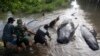 Mueren 10 ballenas varadas en Indonesia