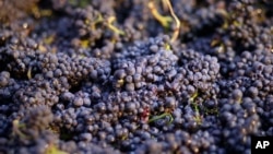 FILE - Pinot noir grapes have just been picked in a bin in Napa, Calif., Aug. 29, 2014. Farmers use chlorpyrifos to kill pests that attack many crops like grapes, almonds and cotton.