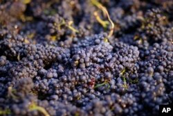 FILE - Pinot noir grapes have just been picked in a bin in Napa, Calif., Aug. 29, 2014. Farmers use chlorpyrifos to kill pests that attack many crops like grapes, almonds and cotton.