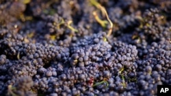 加利福尼亚州收获的黑比诺葡萄（资料照片）。果农使用毒死蜱杀虫剂消灭危害包括葡萄在内的多种水果的害虫