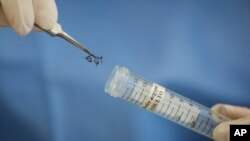 Seorang peneliti menyimpan sampel nyamuk Aedes aegypti di Recife, Brazil untuk keperluan riset (foto: dok). Pemerintah AS mengajukan dana antara lain bagi pengembangan vaksin virus Zika. 